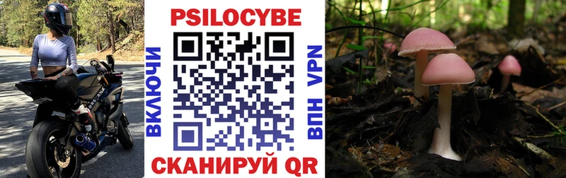 Купить где  Власиха  Псилоцибиновые грибы Cubensis 
